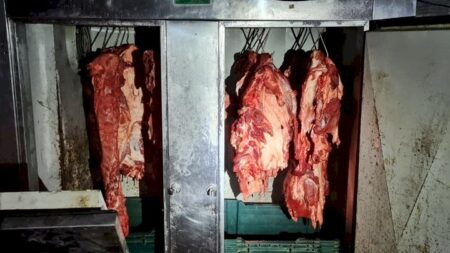 Quase meia tonelada de carne suína é apreendida em abatedouros clandestinos de SC