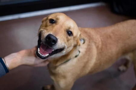 Proprietários de um pet shop são condenados por maus-tratos contra animais em Petrolândia