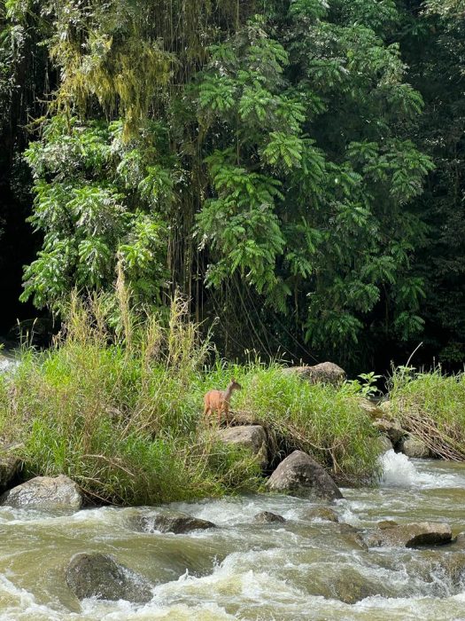 Cervo fica ilhado e é resgato pelos bombeiros em Rio dos Cedros