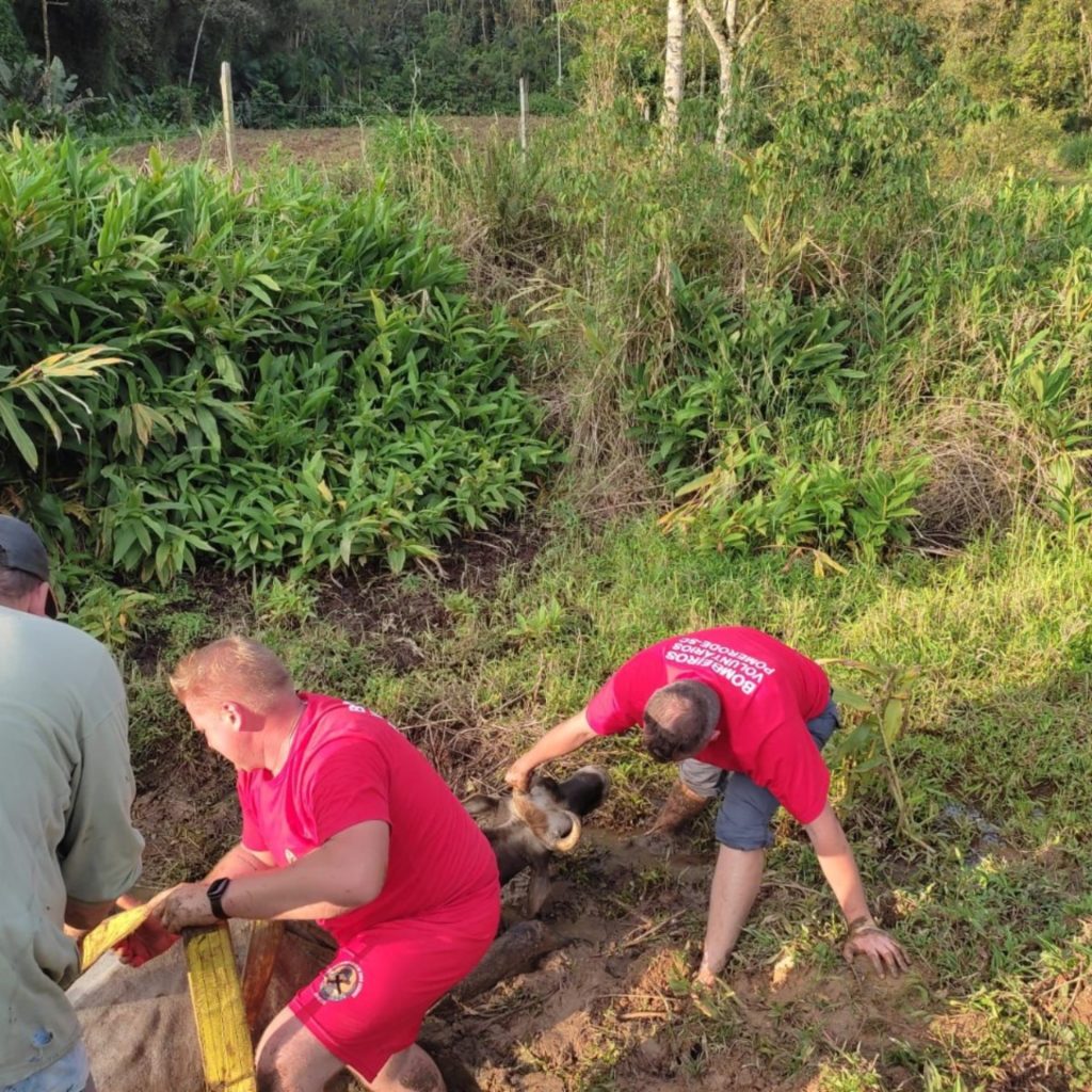 Vaca é resgatada após ficar atolada por um dia em Blumenau