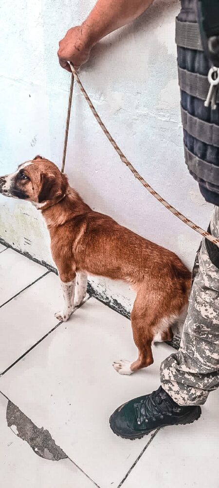 Cachorro trancado em sótão é resgatado em Balneário Camboriú