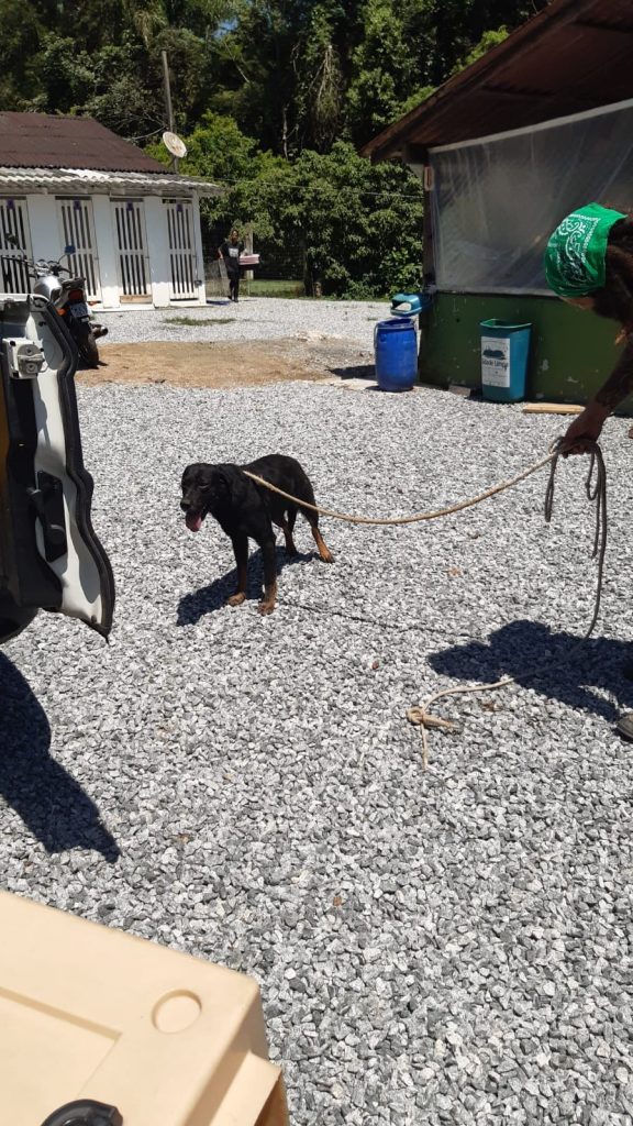 Homem é preso por maus-tratos contra cachorro em Balneário Camboriú