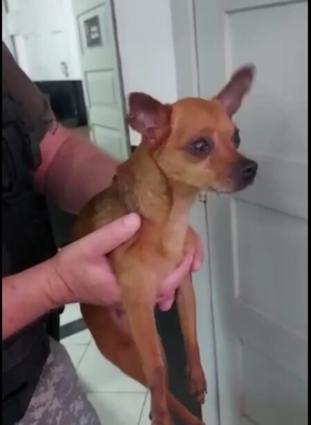 Cachorro fica preso por duas horas dentro de carro em Balneário Camboriú