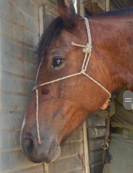 Mulher é presa por deixar dois cavalos trancados três dias em caminhão em Balneário Camboriú