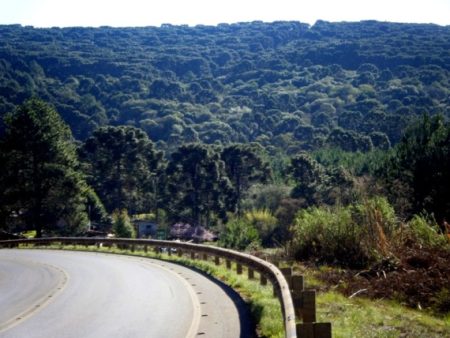 Santa Catarina é o quarto estado brasileiro que mais reduziu o desmatamento
