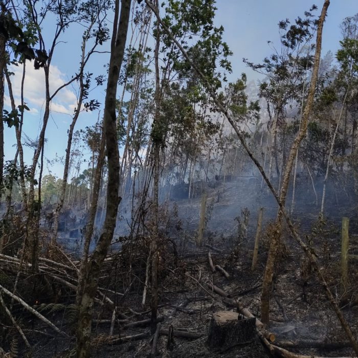Incêndio em vegetação de eucalipto mobiliza bombeiros de SC