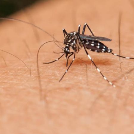Rio do Sul tem prazo para regularizar medida de combate à dengue