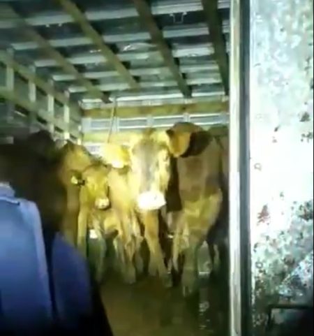 PRF recupera caminhão e gado furtado na BR-470 em Rio do Sul