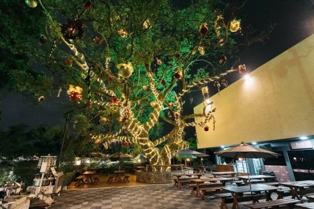 Árvore centenária com 350 metros de luzes é atrativo do Natal em Blumenau