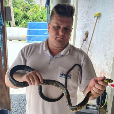 Cobra de 1,20 metros é encontrada dentro de casa em Pomerode