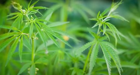 Medida judicial autoriza UFSC a plantar cannabis para testar uso medicinal