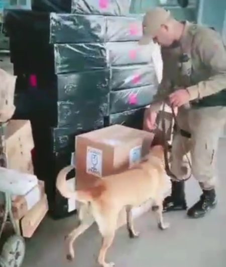 Policia Militar utilizará cães farejadores durante fiscalização na rodoviária de Balneário Camboriú