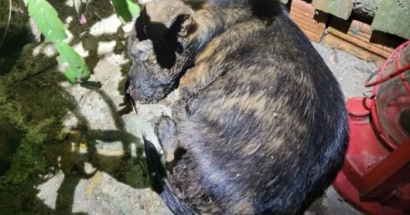 Animal que vivia trancado em galinheiro é agredido por idoso em Camboriú
