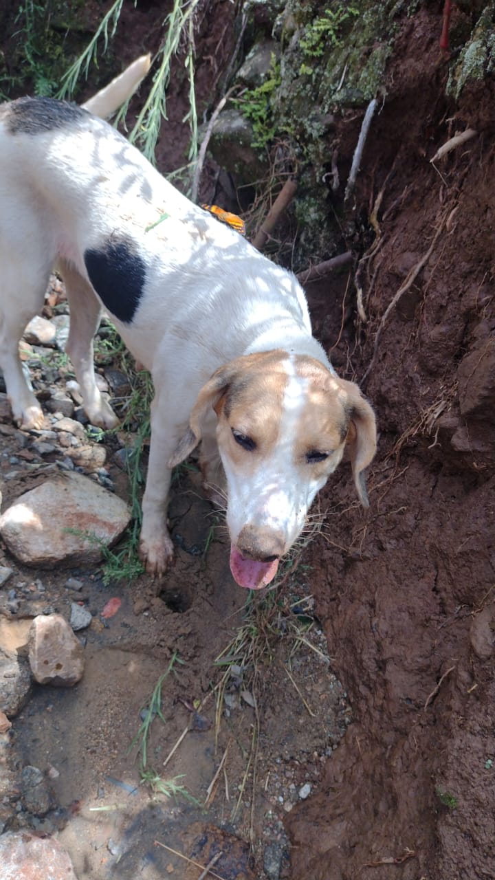 Emocionante: Cadela do homem encontrado nos destroços em Rodeio ajudou a encontrá-lo