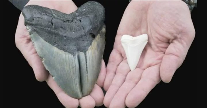 Dente de tubarão gigante extinto é encontrado por criança nos EUA
