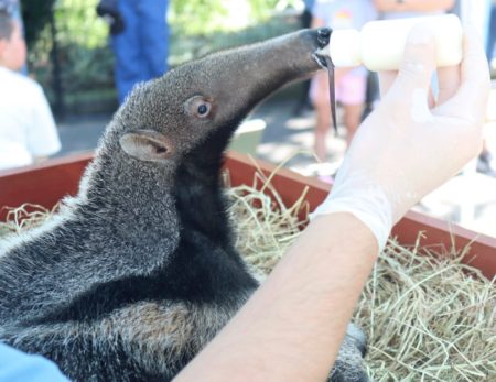Filhote de tamanduá-bandeira recebe cuidados especiais Zoo Pomerode