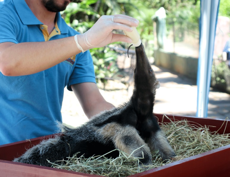 Filhote de tamanduá-bandeira recebe cuidados especiais Zoo Pomerode