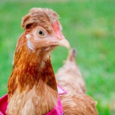 Avô denuncia neto após saber que ele furtou galinhas para comprar drogas em Pomerode