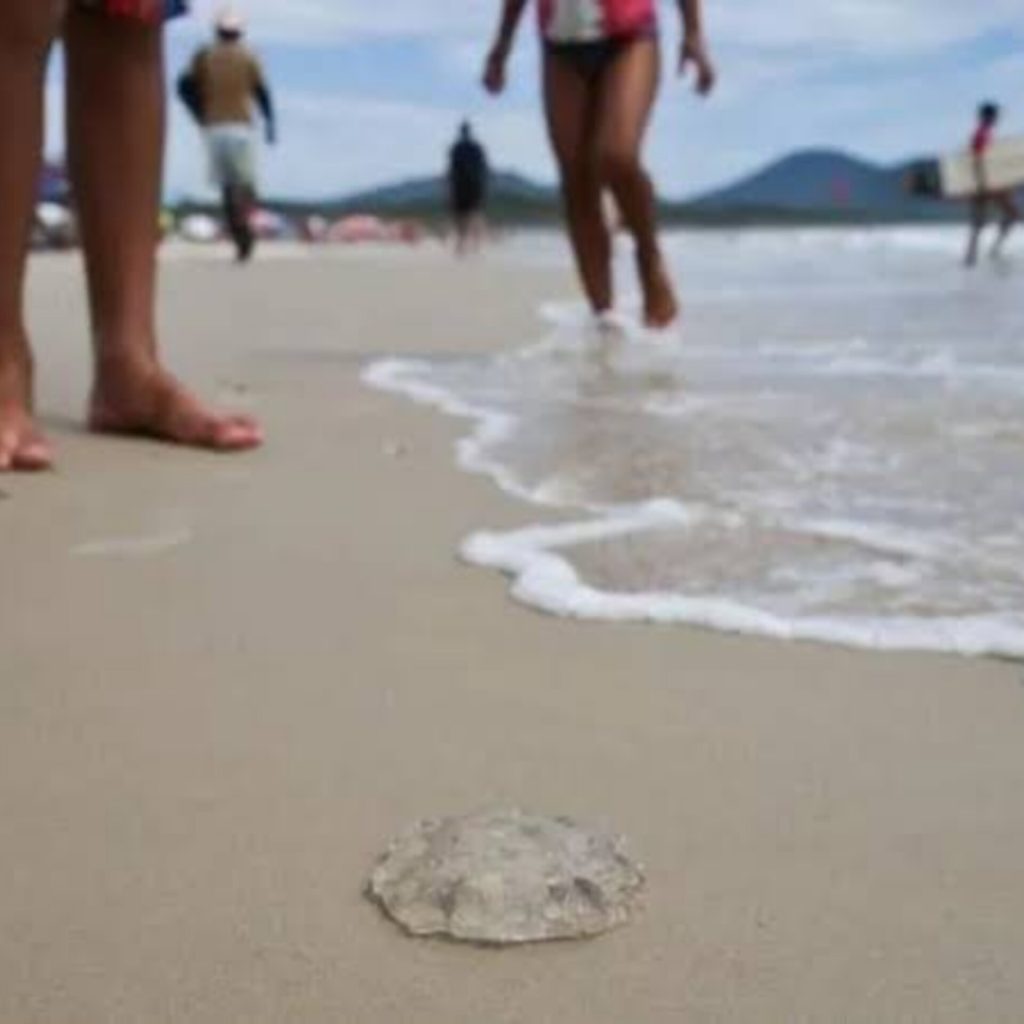 Casos de queimaduras por água-viva em praias de SC ultrapassam 16 mil em menos de 60 dias