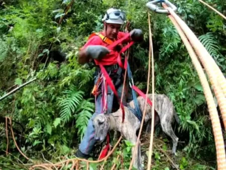 Cachorro é resgatado após cair em cânion na Serra Catarinense