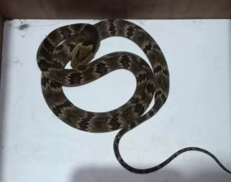 Cobra Dormideira é encontrada em creche de Vitor Meireles