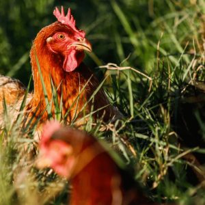 SC suspende torneios e exposições de aves como prevenção contra a Gripe Aviária