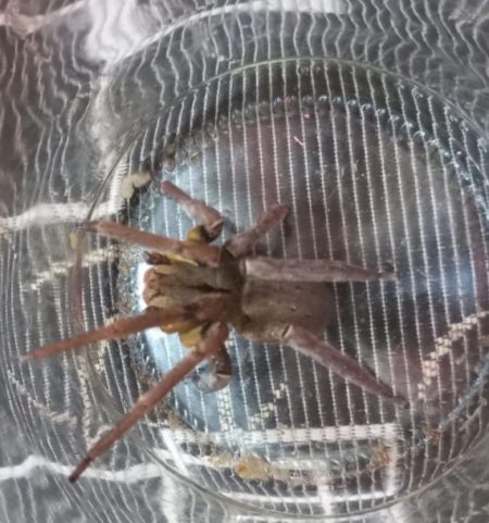 Aranha mais perigosa da terra é capturada em Vitor Meireles