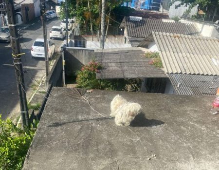 Mulher é presa após deixar cachorro amarrado por horas em laje em Itajaí