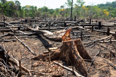 BNDS bloqueia financiamentos de proprietários rurais envolvidos em desmatamentos