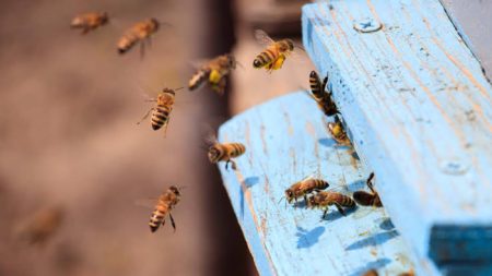 Idoso atacado por abelhas em Blumenau é encaminhado ao hospital