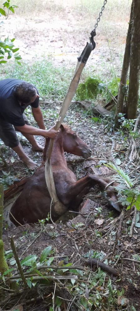 Cavalo caído em poço é resgatado por bombeiros em Gaspar