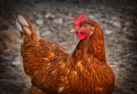 Tribunal na China condena homem que matou galinhas do vizinho com sustos