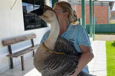 Operação Franziskaner resgata animais que sofreram maus-tratos em Pomerode