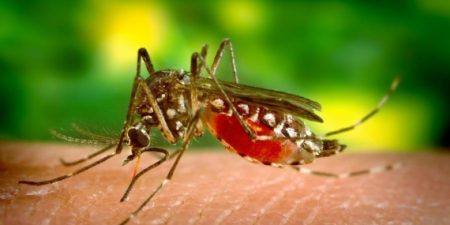 Menina de 10 anos morre infectada por dengue em Barra Velha