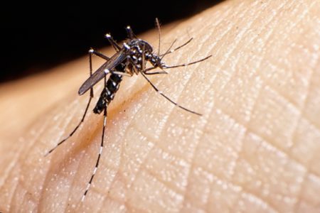 Número de casos de dengue crescem em Santa Catarina