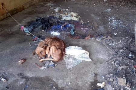 Cachorro em estado crítico é resgatado em Rodeio