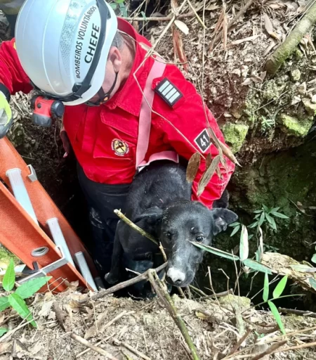 Cachorro é salvo após ficar dias dentro de buraco no Sul de SC