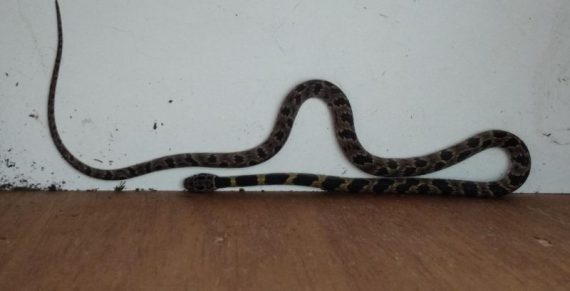 Cobra dormideira é resgatada de residência em Blumenau