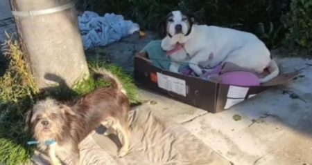Cães são amarrados em poste e abandonados em Timbó