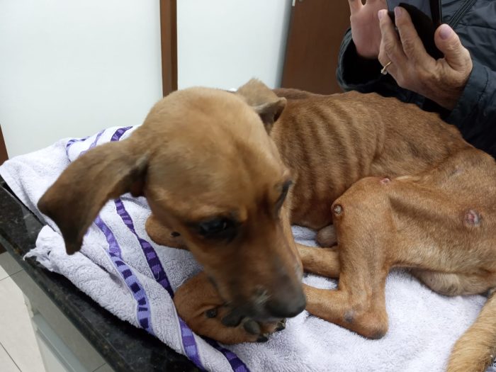 Cachorro em estado crítico é resgatado em Timbó