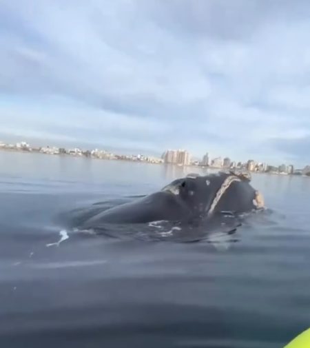 Turista é surpreendido por baleia em Puerto Madryn na Argentina