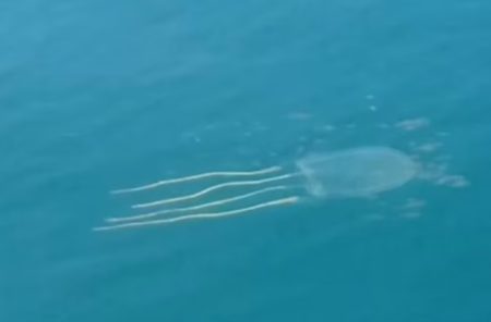 Água-viva gigante é flagrada por pescador no litoral de SC