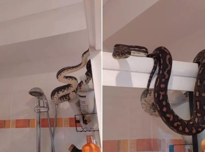 Austrália: cobra de 3 metros encara "de boa" homem em banheiro de casa