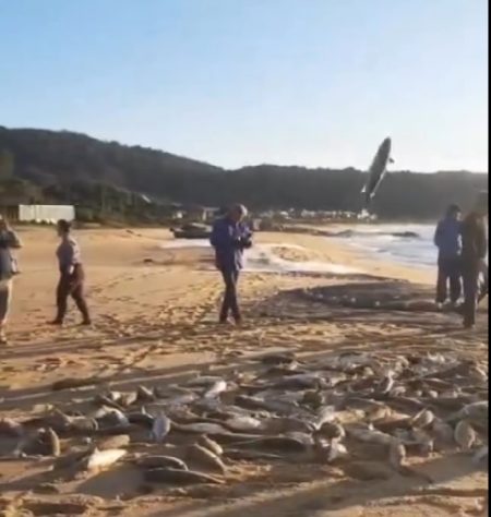 Pescadores capturam tainhas em três praias de Balneário Camboriú