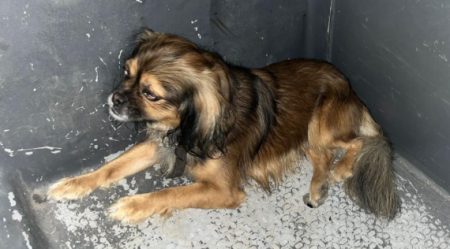Polícia resgata cachorro minutos antes de ser atropelado em Timbó