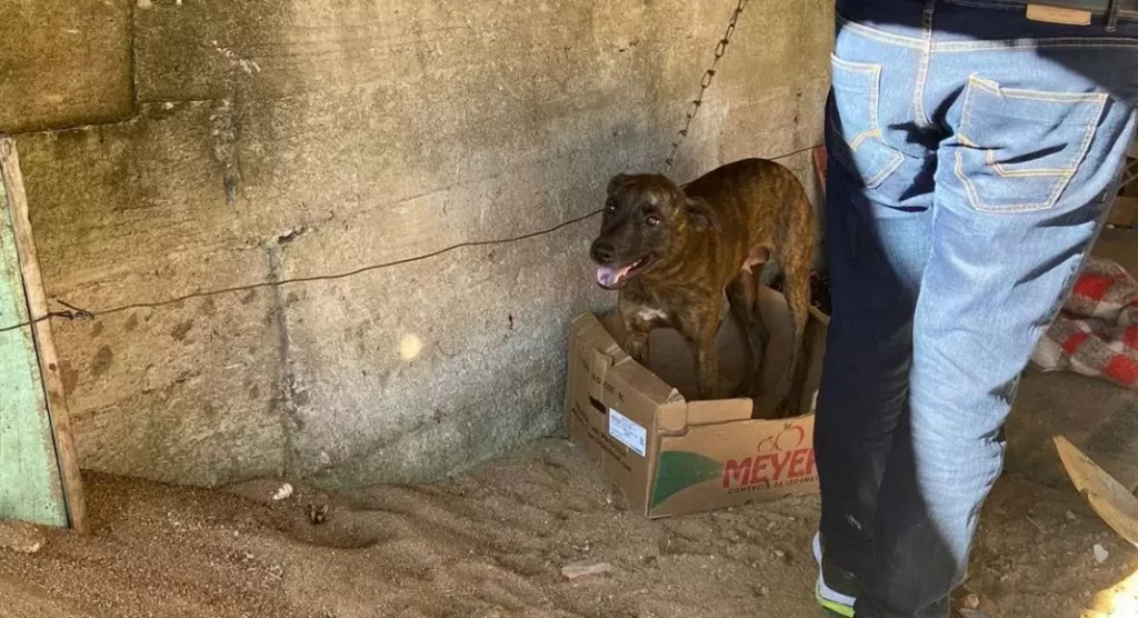 Cachorra que sofria abusos é resgatada em Blumenau