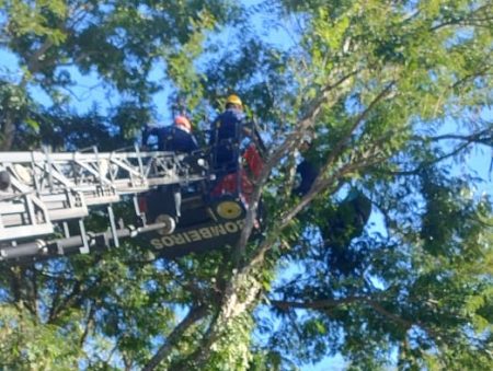 Homem fica preso em árvore após cair de parapente em SC