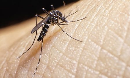 Mais de 100 cidades de SC são consideradas infestadas pelo mosquito da dengue, aponta a Dive