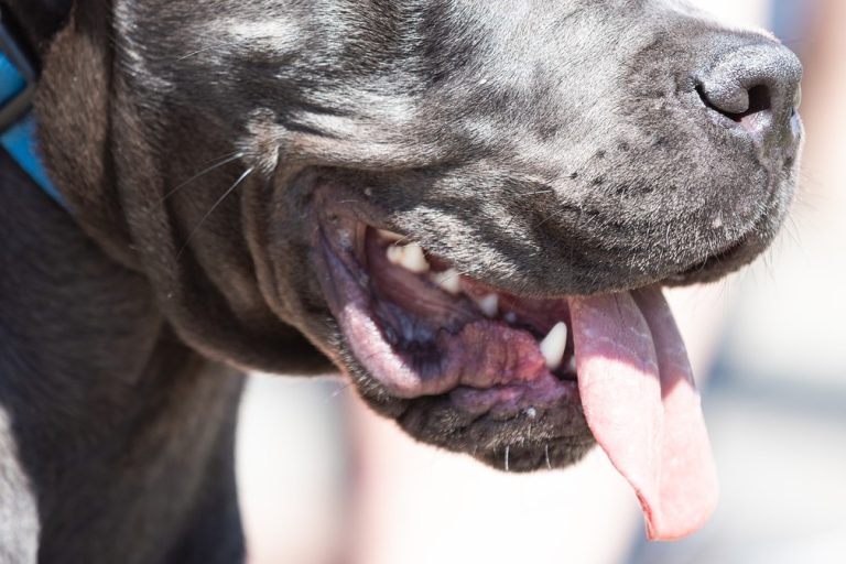 Pitbull invade residência e mata vira-lata na cozinha em Indaial