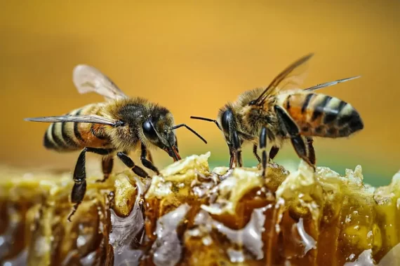 Homem é picado por mais de 400 abelhas em SC